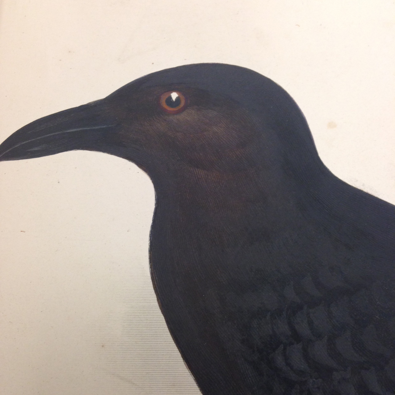 Ornithology, Plate 5: Corvus ruficollis (Brown-necked raven). – Close-up on that ever-watchful eye…No wonder Poe was wary!