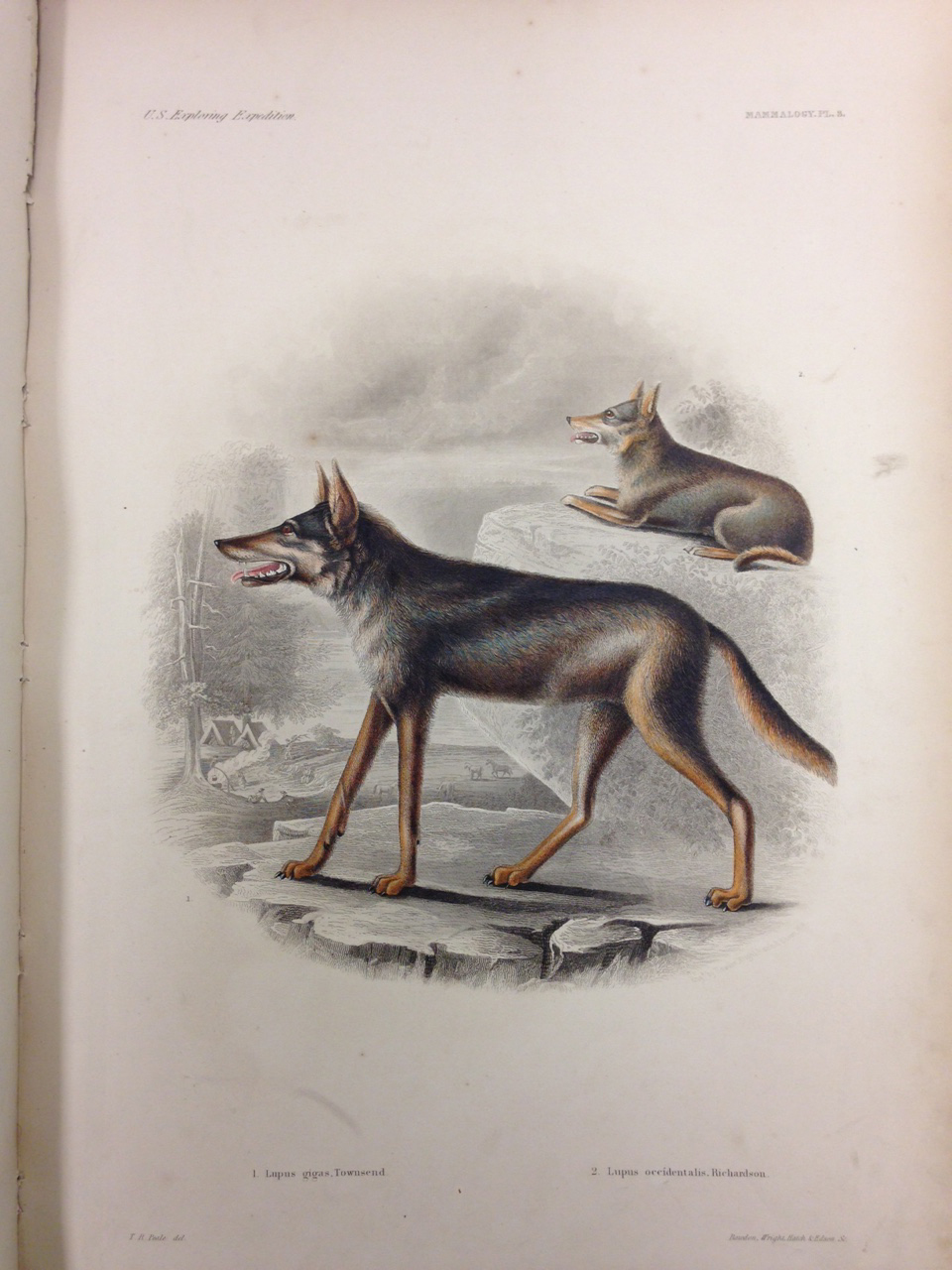 Mammalogy, Plate 3: 1. Lupus gigas. (also known as C. lupus gregoryi, Gregory’s wolf), 2. Lupus occidentalis. (Northwestern wolf). – The brown used for the eyes of these wolves has such a red hue and the teeth are so prominent that it is clear the illustrator found these wolves intimidating. 