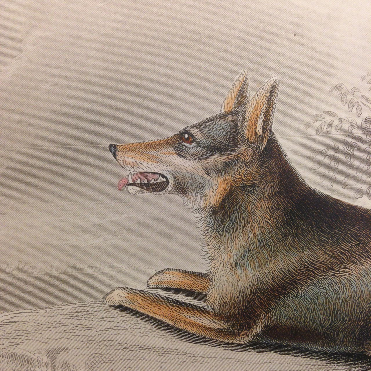Mammalogy, Plate 3: 1. 2. Lupus occidentalis. (Northwestern wolf). – Sitting around the campfire with friends, you hear the howls and growls of wolves… Grrr….
