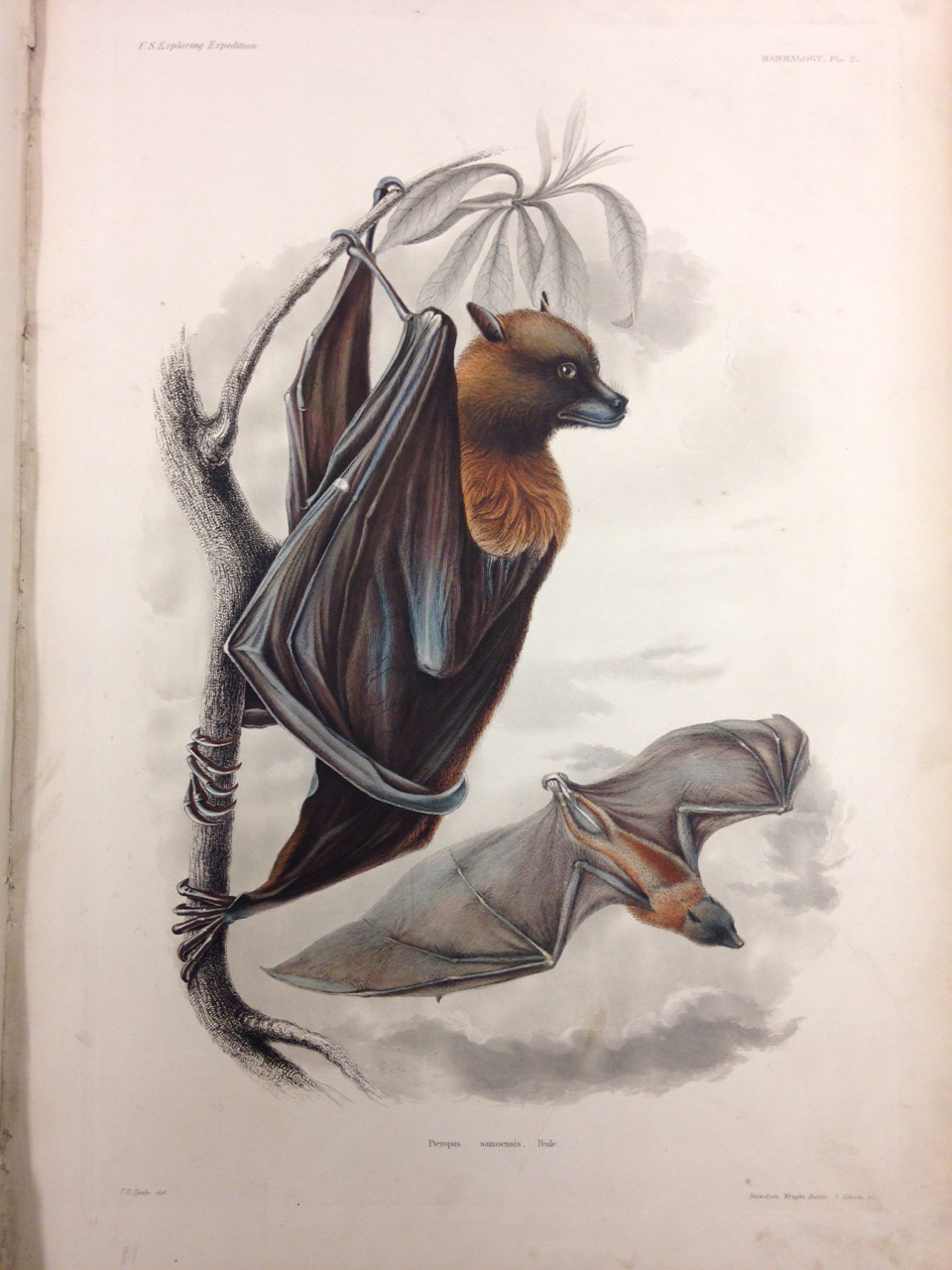 Mammalogy, Plate 2: Pteropus samoensis (Samoan Flying Fox). – They might look scary, but you can sleep easy knowing these bats are vegetarians!