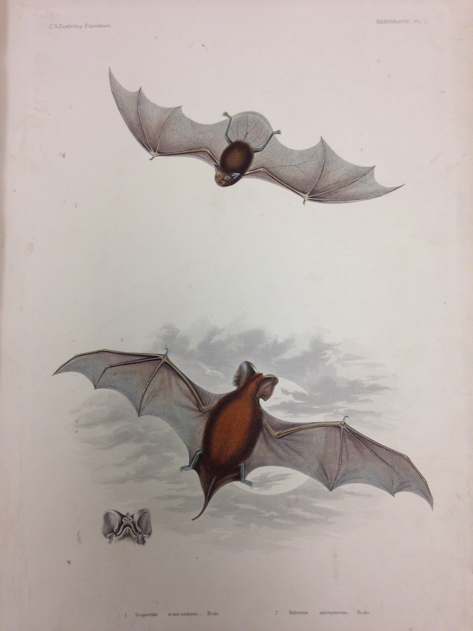 Mammalogy, Plate 1: Vespertilio semicaudatus (also known as Emballonura semicaudata semicaudata, Pacific sheath-tailed bat). – This little bat likes caves, but there appears to be no information about what they like to eat… mwahahahahaaa! 